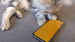 Даже кот сидит в телефоне