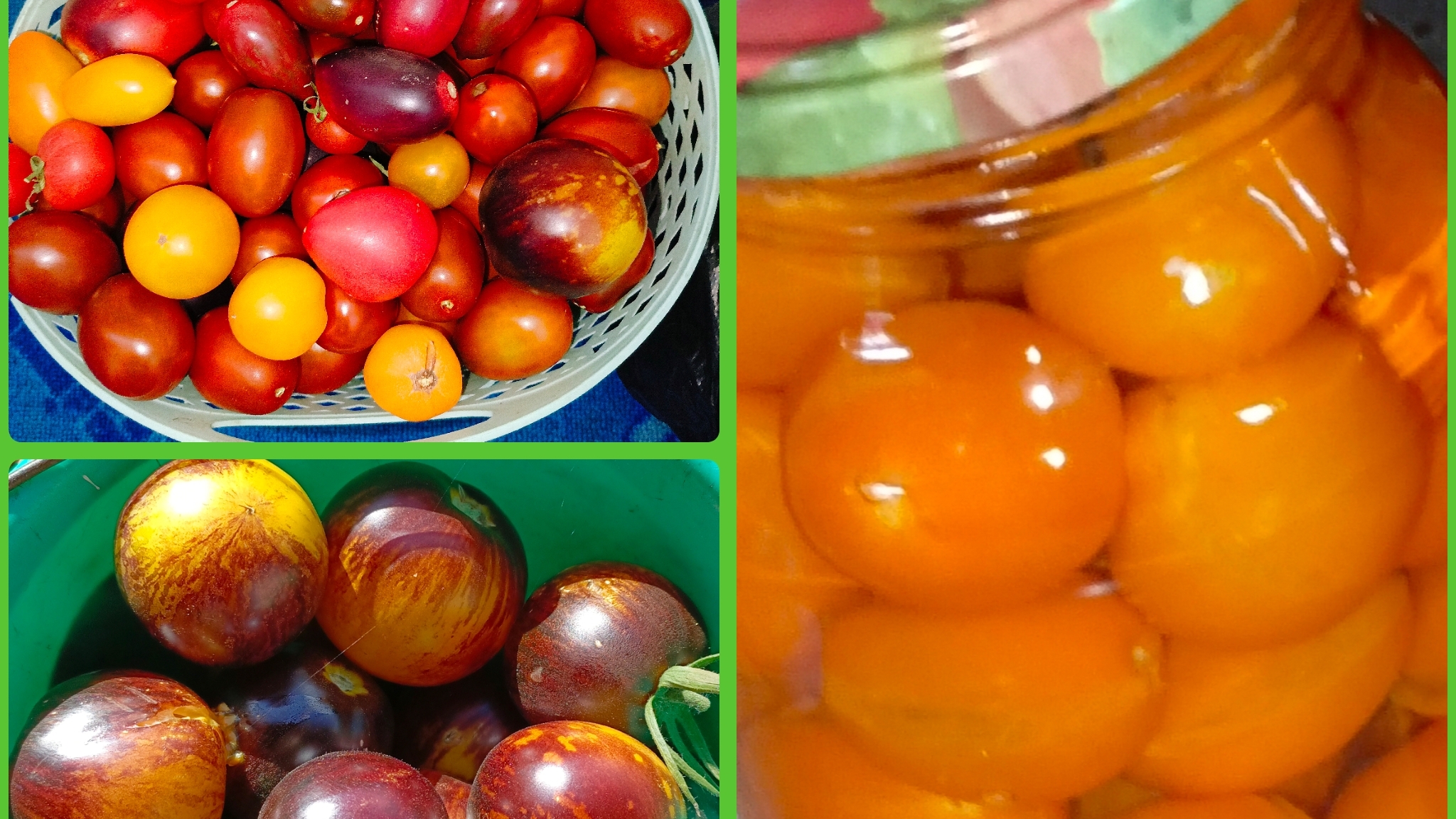 Мой выбор томатов на 2026 год смотреть онлайн