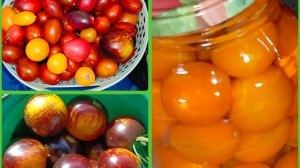 Мой выбор томатов на 2026 год