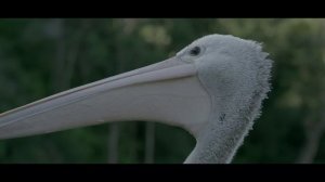 unpopular-029_2048x1080_25_yuv420p