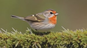 Звук природы. Птицы. Пение птицы Овсянка садовая на опушке леса