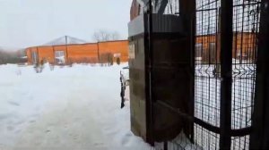 130226г Минзоо уборка снега активно трактором в вольерах рыхлый снег собранный за всю зиму