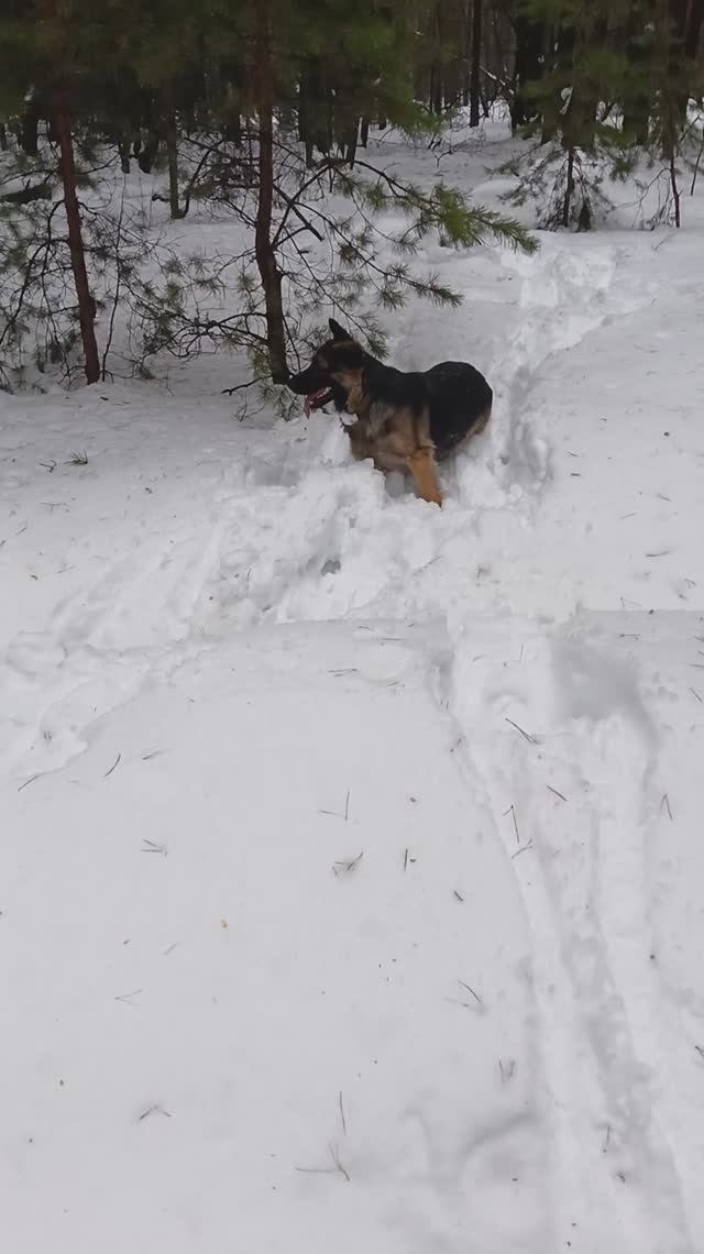 Прогулка с Немецкой Овчаркой по кличке ЗАЧИ смотреть онлайн