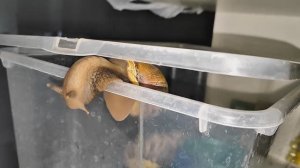 Побег улитки