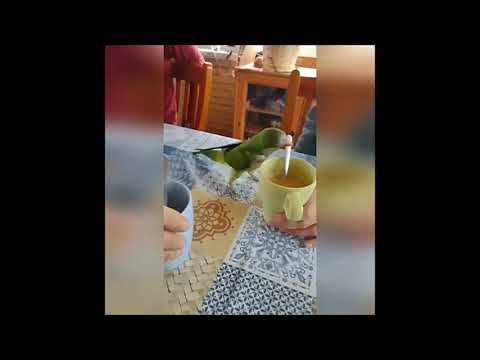 Пернатые приколы 07 2024