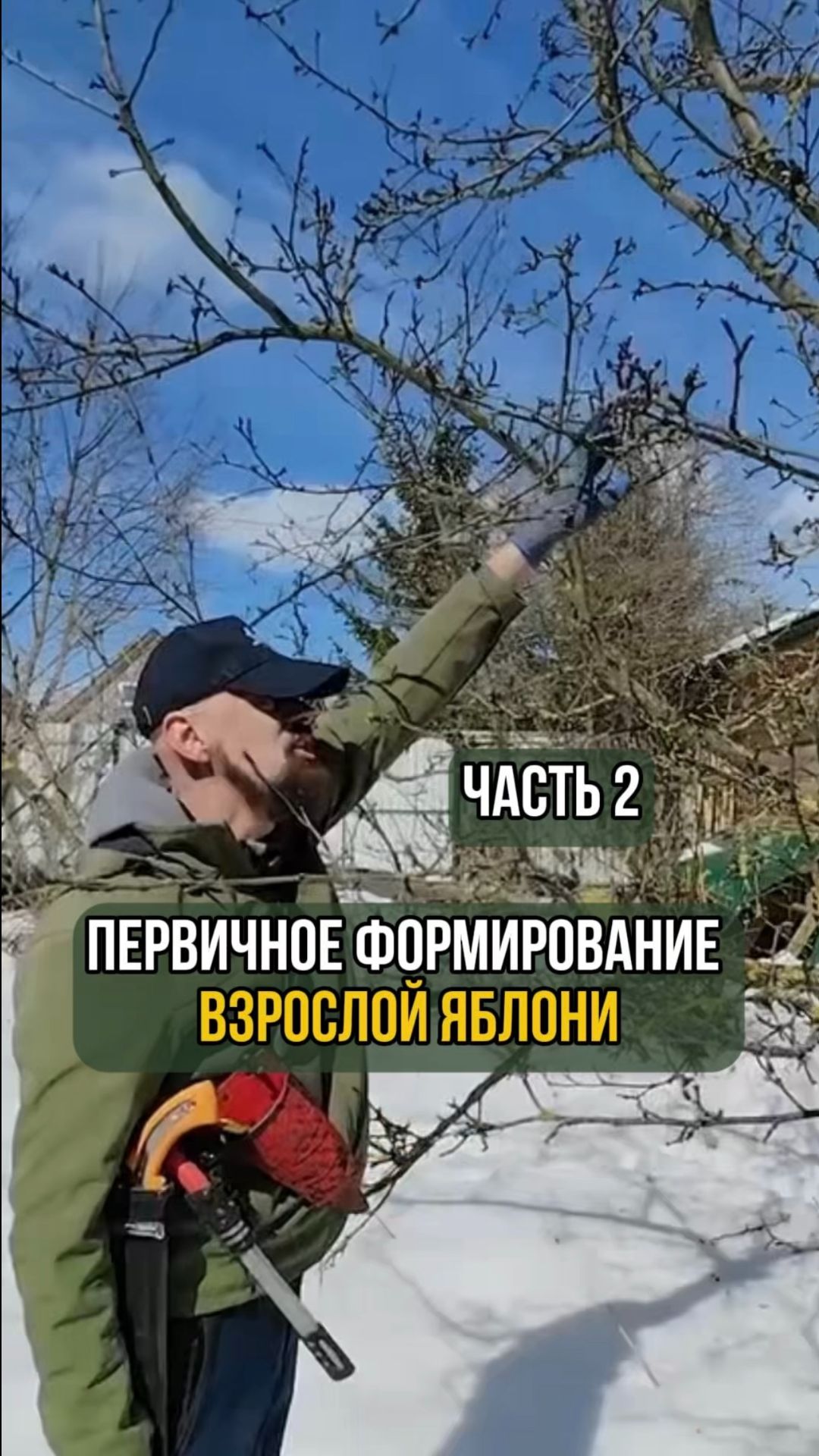 Первичное формирование взрослой яблони. Часть 2 смотреть онлайн