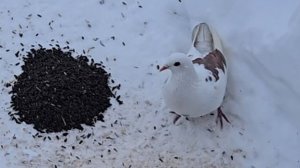 Бесстрашный голубь, снежный завал и красоты Совешни