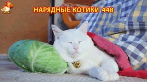 Нарядные Котики расслабляются на солнышке 🌞 🐈🐈🐈 (448)