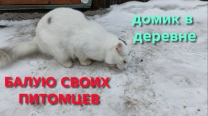 Жизнь в деревне Погода шепчет Балую питомцев Куры сказали несись сам