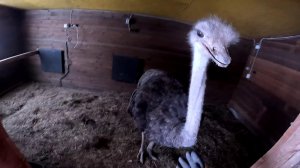 Поймал и загнал опасного страуса ! Остался без трактора ! ХУТОР В ЛЕСУ №979