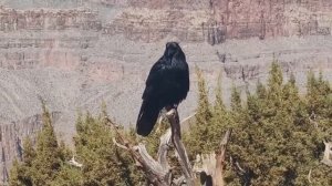 Гранд каньон Большой каньон США 2026 февраль