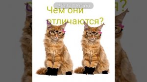 чем они отличаются?