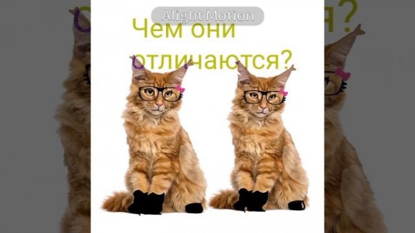 чем они отличаются?