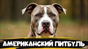 Самая противоречивая порода собак