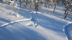 В поисках глухаря 28км. Охота с лунок: куропатки, тетерева.