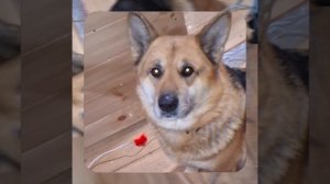 1000048588.mp4 (Собака наблюдает за устройством лестницы на 2 этаж в доме А-фрейм)