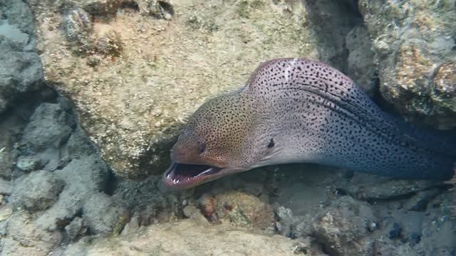 Гигантская мурена. Королева моря. Красное море. Макади. Бухта Шарм-Эль-Араб. Декабрь 2025.