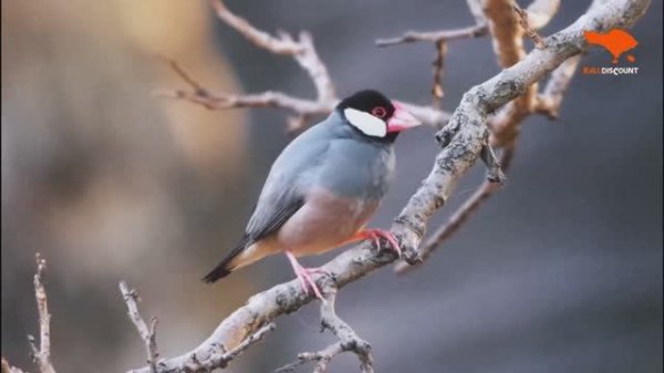 Добро пожаловать в рай саванн Индонезии, национальный парк Балуран 🌾✨