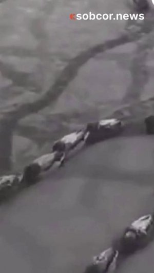 Утки постояли в пробке в Краснодаре.