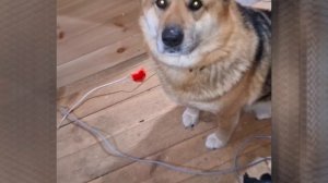 1000048591.mp4 (Собака наблюдает за устройством лестницы на 2 этаж в доме А-фрейм)