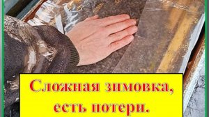 Первая ревизия пчелосемей в 2026 году.