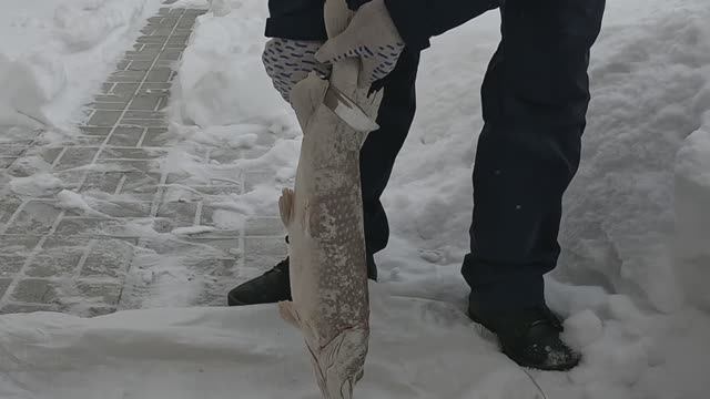 Как просто и легко почистить щуку. И готовим её. смотреть онлайн