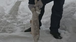 Как просто и легко почистить щуку. И готовим её.