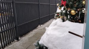 Февраль.Новогодние ёлки продолжают радовать!!А у вас тоже ещё стоят?🌲♥️