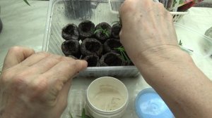 2247.  Садовая гвоздика,укоренение черенков.