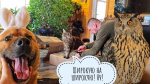 Готовим дом к визиту совы Ёлки: наводим порядок, меняем интерьер, проверяем диванчик, жуём подушки