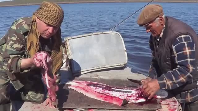 ТАЁЖНАЯ РЫБАЛКА: Разделка крупной рыбы по хребту на пласты (2015г в ред.2016) смотреть онлайн