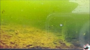 Неручь. Безмотылка. Зима. Дождь. 🐟❄️☃️