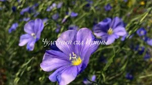 Лён многолетний. Красота в простоте