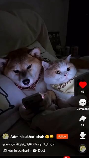 Собака и кот смотрят в телефоне в интернете 14.02.2026. 09:31. Суббота февраль .mp4