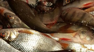 НАШЕСТВИЕ ОКУНЕЙ.