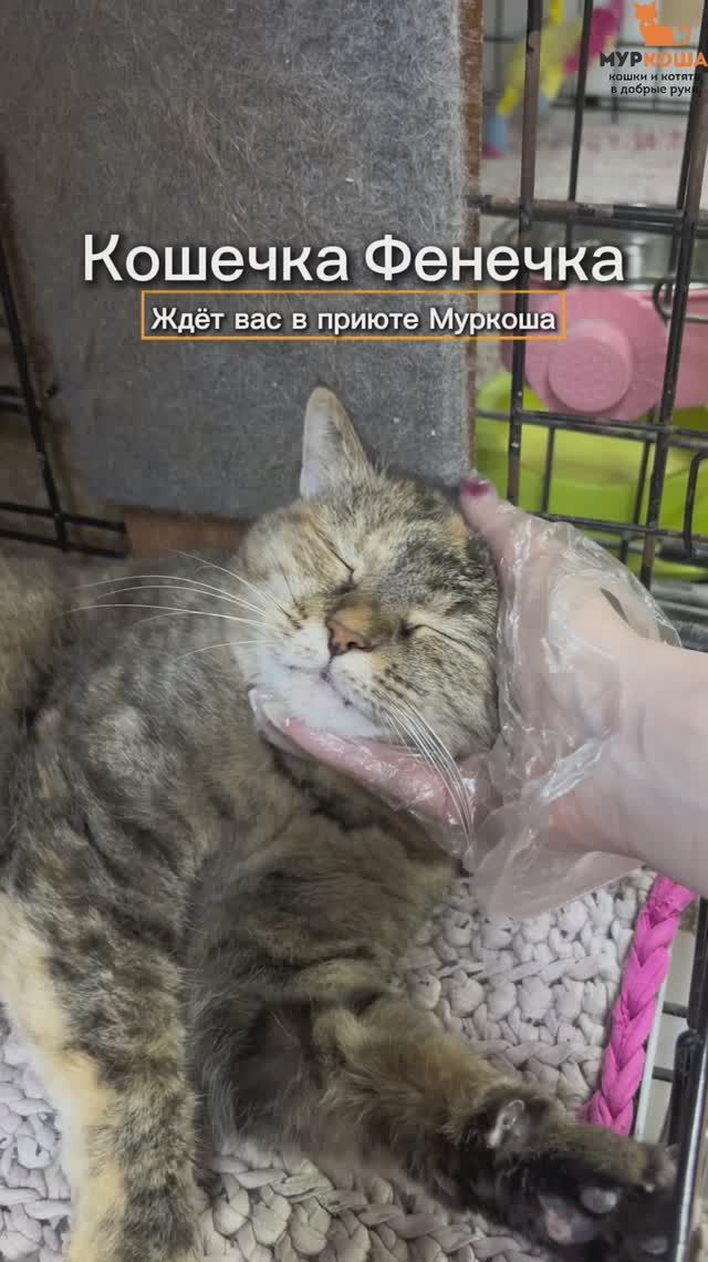 Фенечка ждёт вас в приюте #Муркоша смотреть онлайн