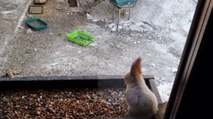 смелая белка