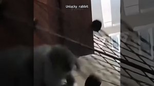 КРОЛИКИ И ИХ ЖИЗНЬ