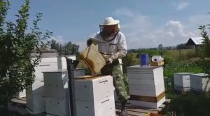 Отбор медовых рамок