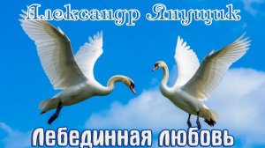 Обалденная песня! АЛЕКСАНДР ЯНУЩИК - ЛЕБЕДИННАЯ ЛЮБОВЬ