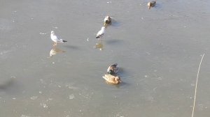 Городской пруд в феврале уже почти растаял  .