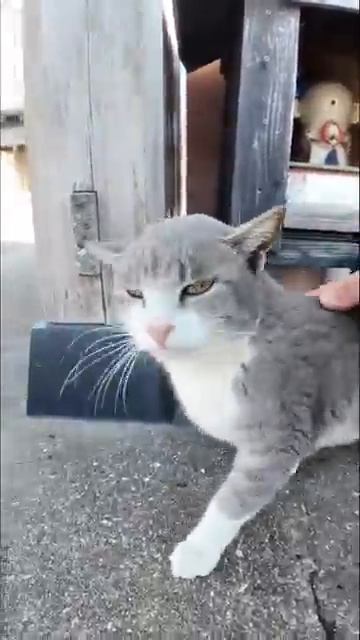 猫地蔵から猫さん出てきました - 感動猫動画