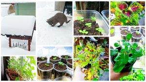 Резко пошло на плюс. Планы на пеларгонии.Вышли на прогулку. Посевы и всходы.