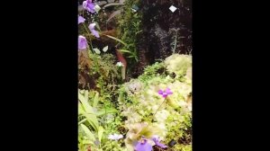 Субтропики в зимней столице.