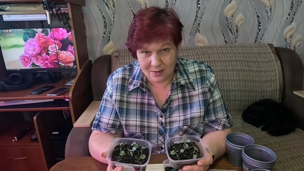 ДИХОНДРА ПОДРОСЛА! Что делать дальше? Особенности Пикировки Дихондры!! смотреть онлайн