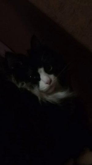 Кошачья банда✊