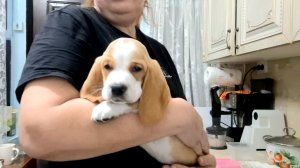 1056 И как же Нам не Стыдно? Растёт  сосиска потихоньку. Жизнь на юге.