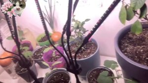 МОЙ МИНИ САД-ОГОРОД!