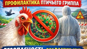 Птичий грипп у кур — как защитить хозяйство и не потерять всё