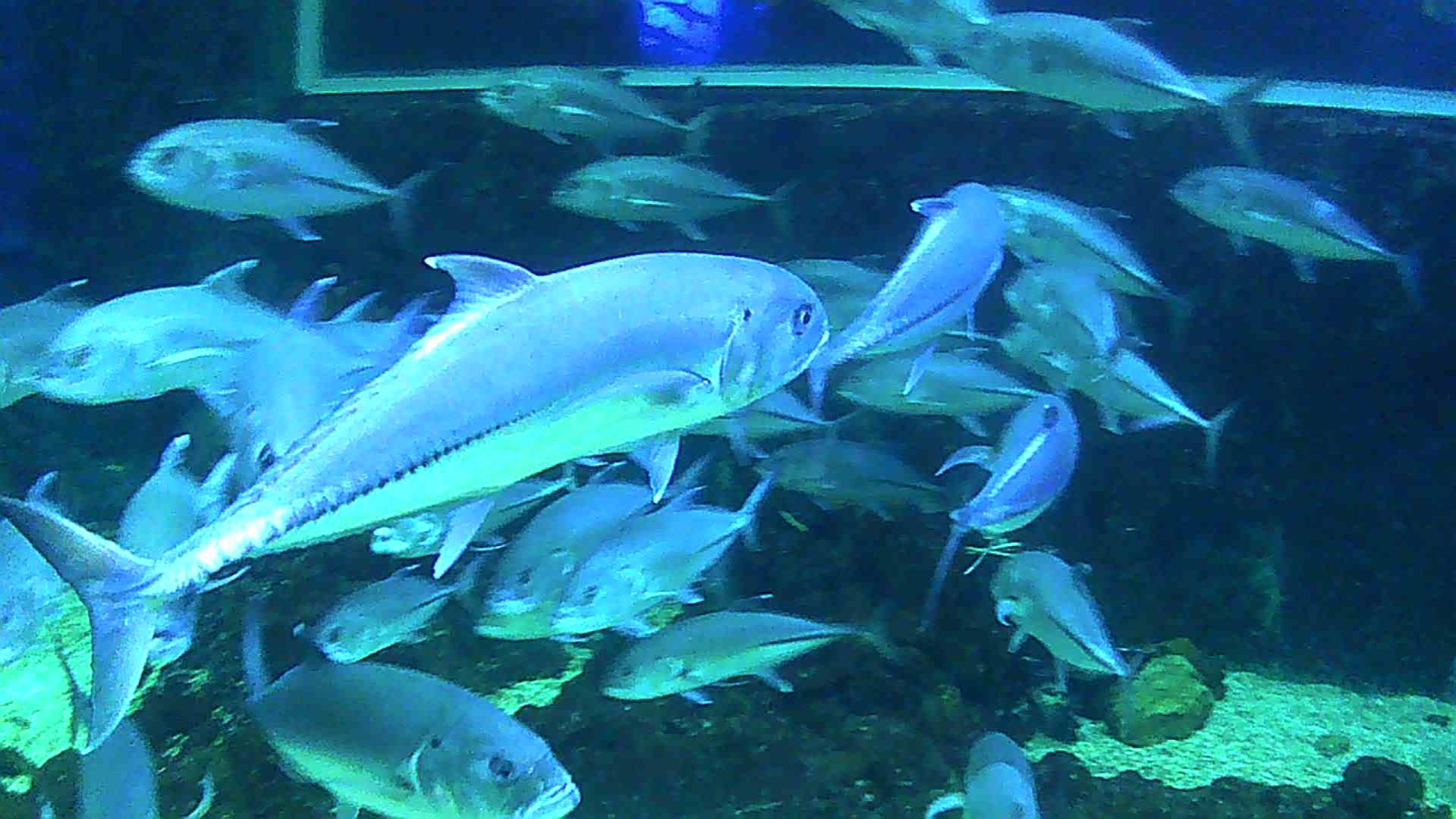 Крокус Сити дайвинг в океанариуме